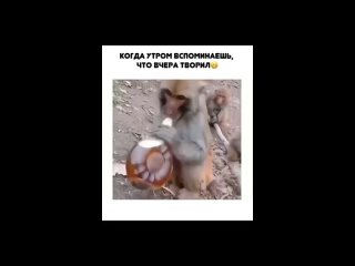 video by vide funny - funny videos